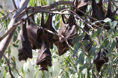 little red flying foxes at Numurkah